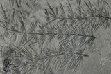 Fossil Pennsylvanian Horsetail (Asterophyllites) Plate - France #315144-1
